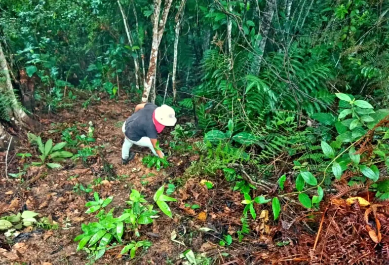 Proyecto Bambú reforestará 500 hectáreas degradadas en Leoncio Prado