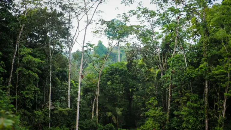 Comunidad Kakataibo de Yamino saldó multa de S/ 11 mil y hoy es modelo de gestión ambiental