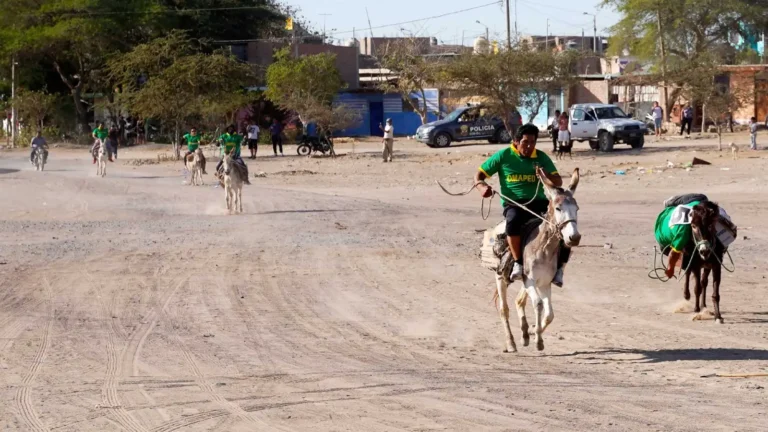 Ocucaje celebrará la XXXI edición del Festival de la Menestra con carrera de burros y actividades culturales