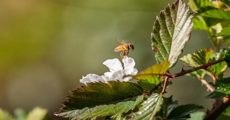 Países de América Latina impulsan acciones conjuntas para proteger a los insectos polinizadores