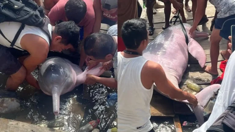 Rescatan a un bufeo colorado atrapado en el río Itaya y alertan sobre muertes inusuales de la especie en Iquitos