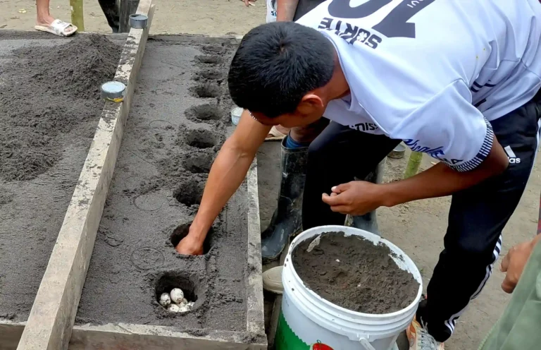 Comunidades wampís repoblarán ríos amazónicos con más 7 mil huevos de taricaya y charapa