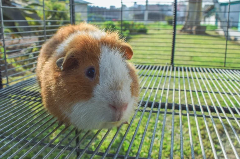 Anuncian nueva línea de cuy Merino con mejor carne, mayor prolificidad y adaptabilidad climática