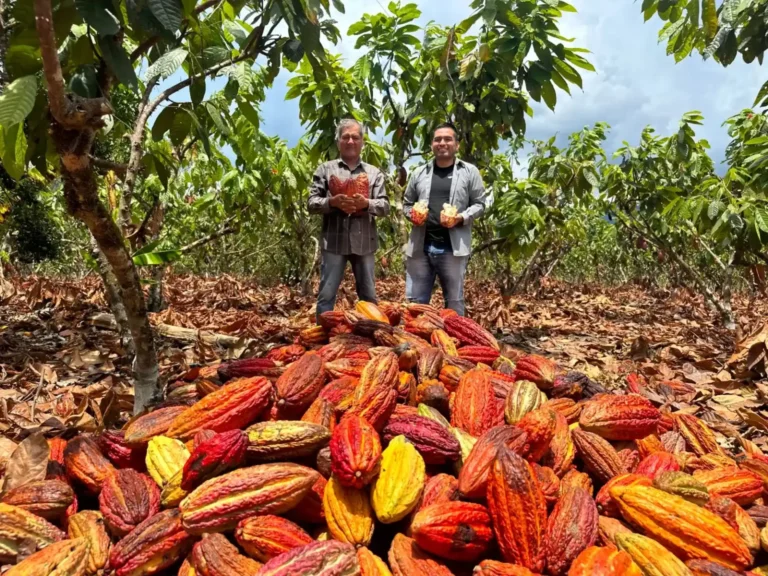 Huánuco proyecta exportaciones por US$78 millones para 2026