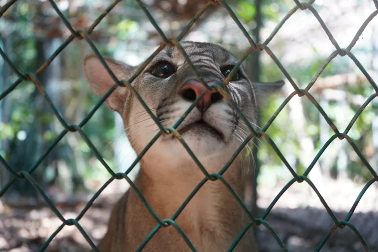 De las jaulas al bosque: Refugios en Madre de Dios rehabilitan monos, perezosos y felinos afectados por el tráfico ilegal