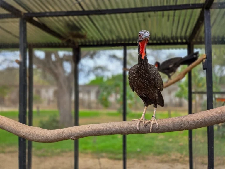 La pava aliblanca resiste: Esfuerzos de conservación buscan salvarla de la extinción