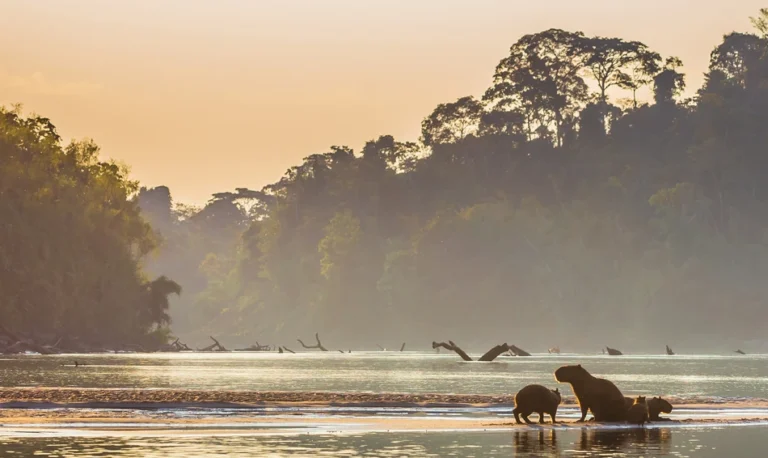 Perú supera el millón de hectáreas certificadas e impulsa la medición de impacto como clave para la sostenibilidad