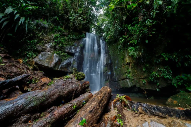 Fiscalización ambiental: Los bosques peruanos como aliados de la seguridad hídrica