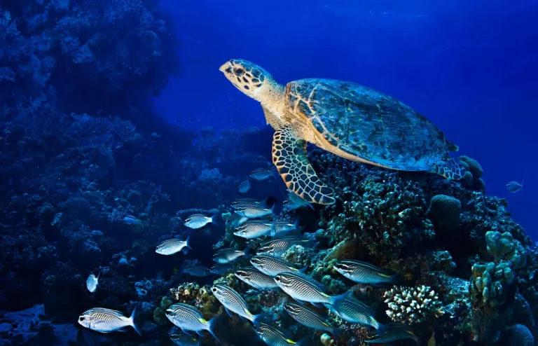 Después de décadas de caza y pérdida de hábitat, la tortuga verde se recupera