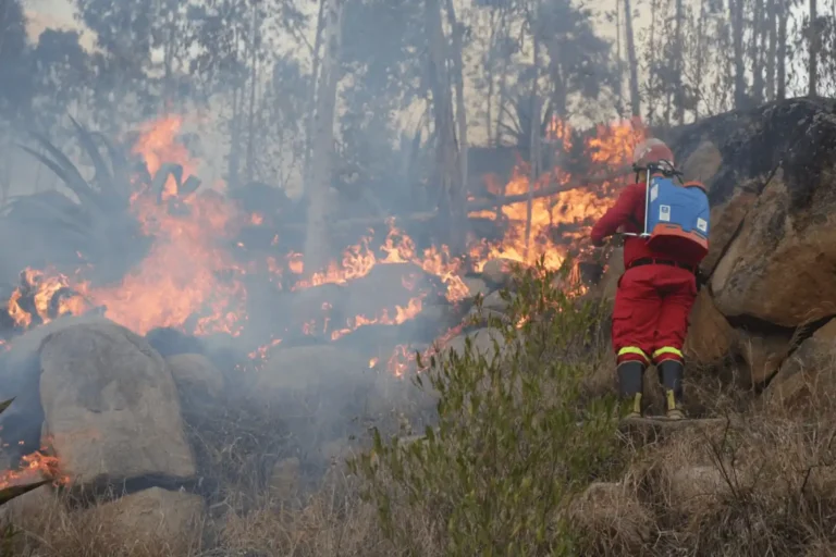 Huánuco registró cerca de 100 incendios forestales en 2025, con mayoría controlados a tiempo