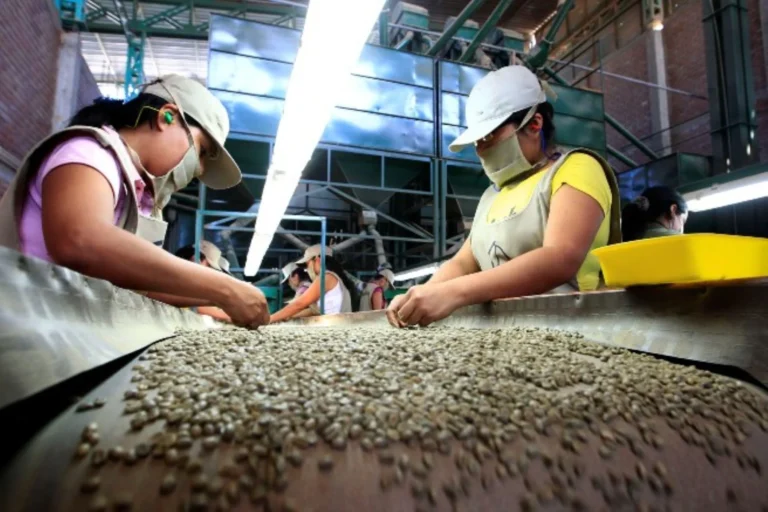 Exportaciones de café peruano superarían los $1600 millones en 2025