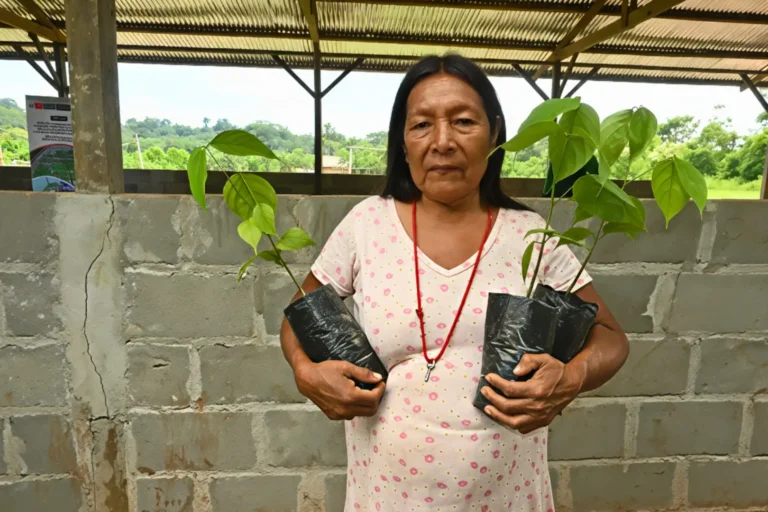 Amazonas: Distribuyen 4000 plantones de tornillo para restaurar suelos y reforzar cultivos de cacao