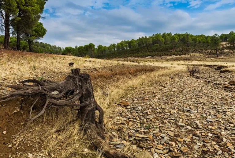 Alarma regional: Preocupación pública por el cambio climático cae en Latinoamérica pese a eventos extremos