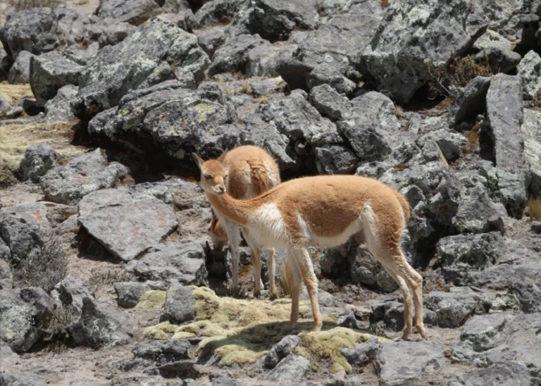 Censo Nacional 2025 registra más de 300 mil vicuñas en el país, con hallazgos en Áncash y Huánuco
