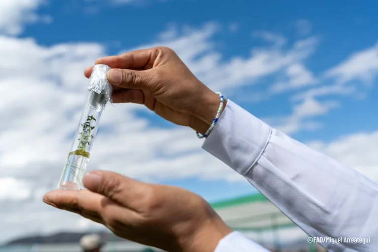 Lima será sede de reunión mundial que definirá el futuro de las semillas del mundo