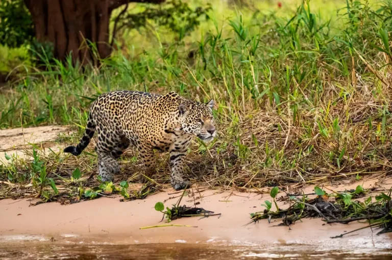 CITES adopta histórica resolución para blindar al jaguar en todo el continente americano