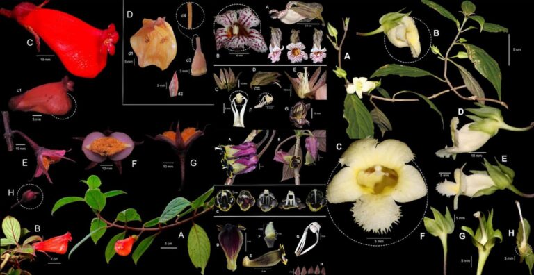 Oxapampa: Descubren cuatro nuevas especies de flora en el Parque Nacional Yanachaga Chemillén