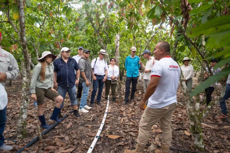San Martín y Suiza blindan el futuro del cacao peruano: Firman pacto por una producción libre de deforestación