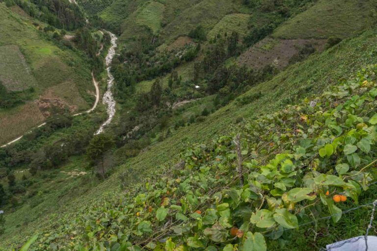 Capacitarán a productores de Oxapampa en prácticas agrícolas sostenibles
