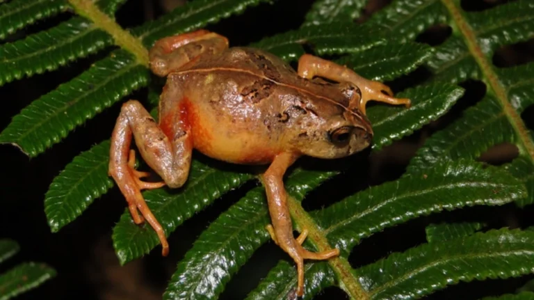 Descubren dos nuevas especies de ranas en los bosques enanos del Parque Nacional Yanachaga-Chemillén