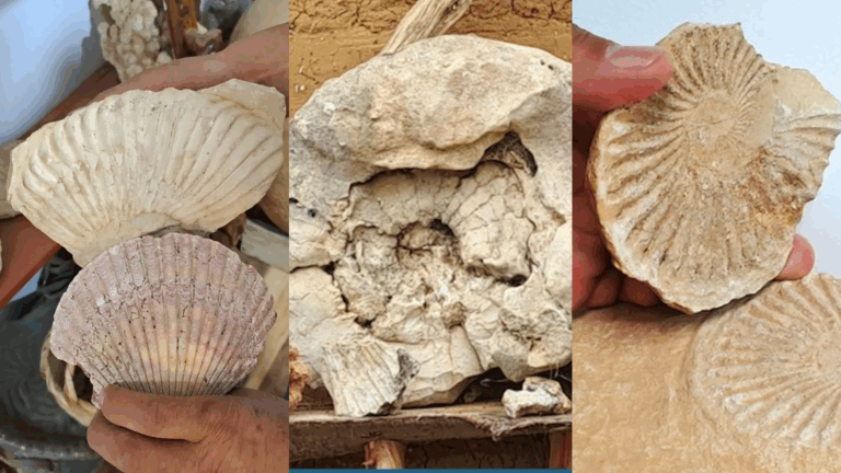 Fósiles marinos de más de 500 millones de años hallados en Llata revelan el pasado oceánico de Huánuco