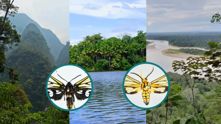 Científico peruano descubre nuevas especies de polillas en parques nacionales de Pasco, Madre de Dios y Puno