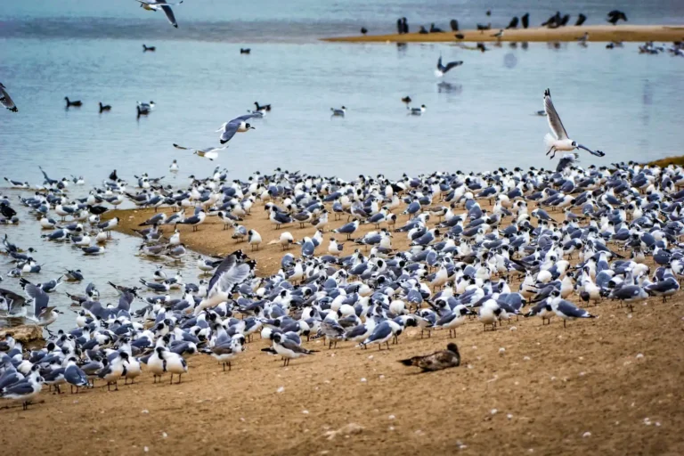 Más de 5 mil gaviotas de Franklin arriban al Humedal Pantanos de Villa tras viajar 7 mil kilómetros desde Norteamérica