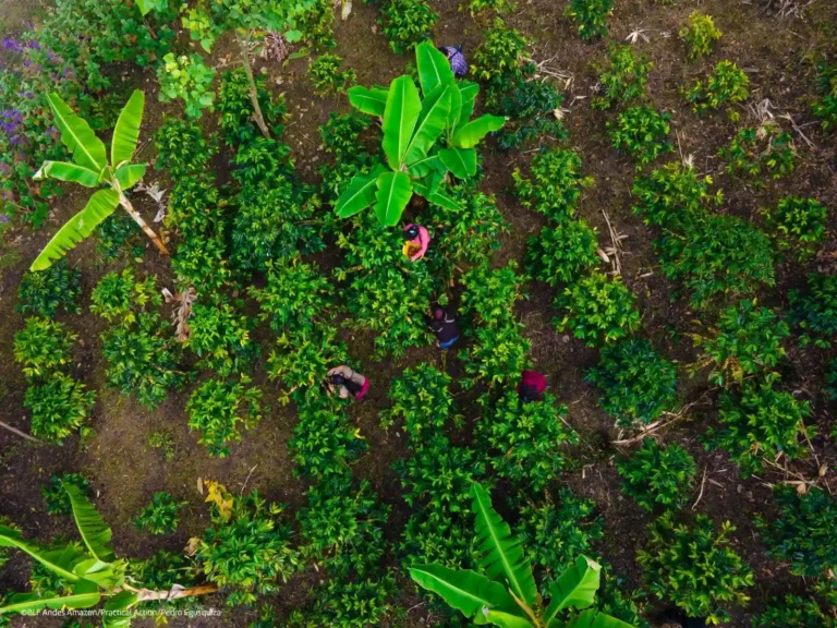 Cooperativa La Prosperidad de Chirinos lanza modelo propio para certificar café con trazabilidad y sin deforestación