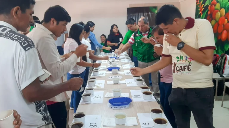 Tingo María desarrolla tercera rueda de catación rumbo a la Subasta Nacional de los Mejores Cafés 2025