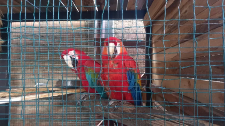Guacamayos con alas cortadas y monos estresados: Rescatan 24 animales silvestres en Huánuco en 2025