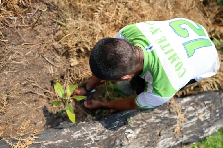 Pangoa: comunidad nomatsigenga valida primera fase de reforestación