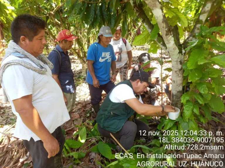 Huánuco: Impulsan proyectos de cacao y recarga hídrica para fortalecer agricultura familiar