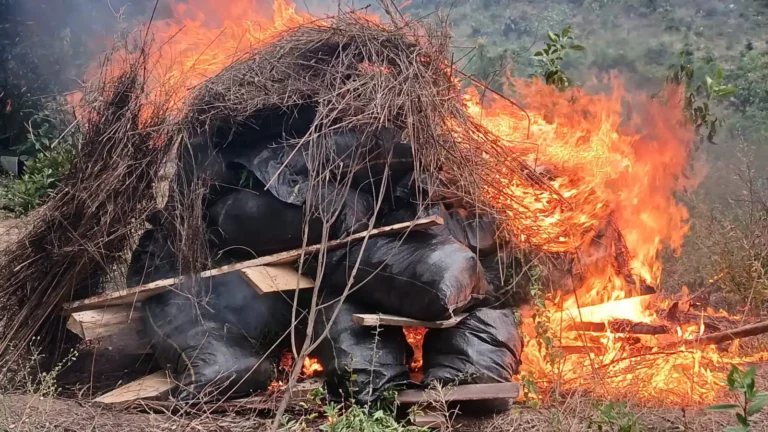 Húanuco: Destruyen seis parcelas y decomisan 47 costales de marihuana