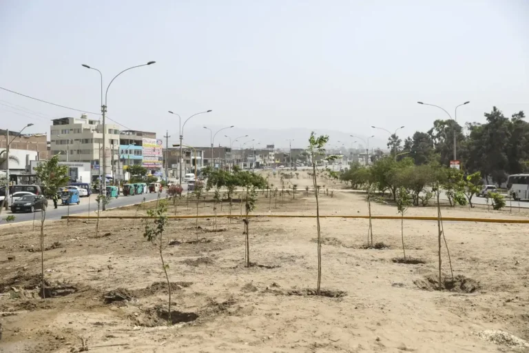 Lima, Trujillo y Arequipa destacan por déficit de áreas verdes y mayor riesgo por calor