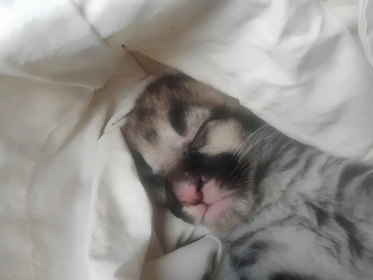 Rescatan cría de puma en fundo de Piura tras ser hallada sola por trabajadores agrícolas