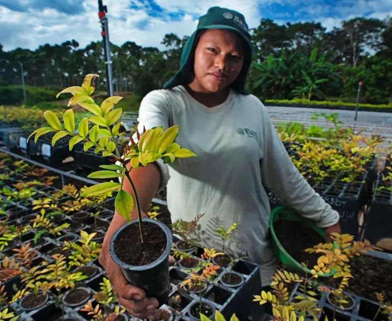 Bosques Amazónicos – BAM lidera la transición del mercado de carbono hacia la alta integridad