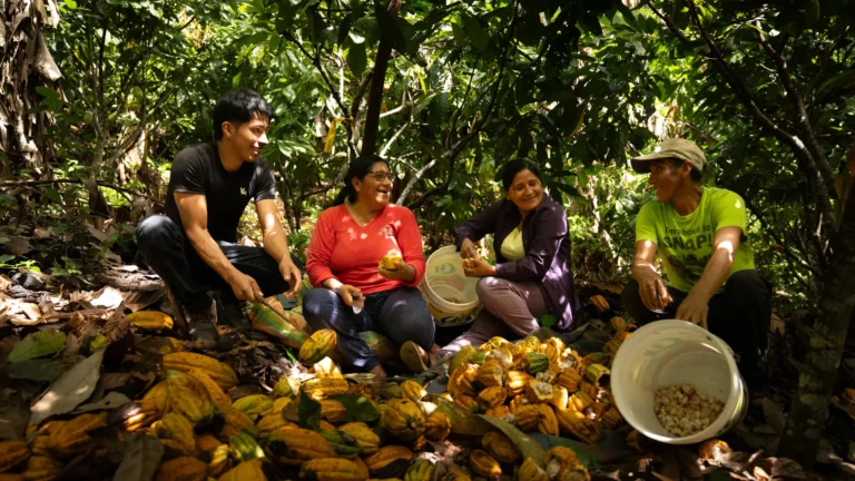 Chocolates peruanos obtienen oros, platas y bronces en diversas categorías de los International Chocolate Awards 2025