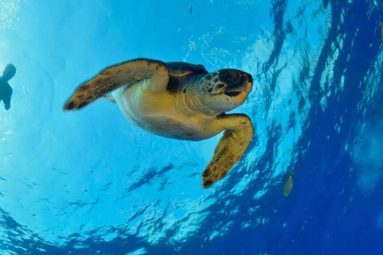 Dorsal de Nasca: La controversia judicial que expone el doble discurso frente a la pesca industrial