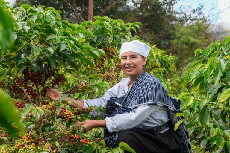 Mañana inicia la FICAFÉ Amazonas 2025, la gran fiesta del café peruano