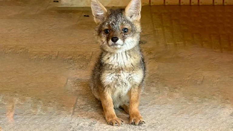 Crueldad en Zepita: Matan a cuatro crías de zorro andino y Serfor anuncia sanciones