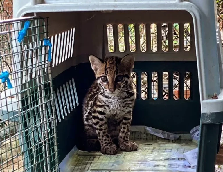 Loreto: Centro de Rescate Amazónico rehabilita fauna silvestre afectada por la caza y el comercio ilegal