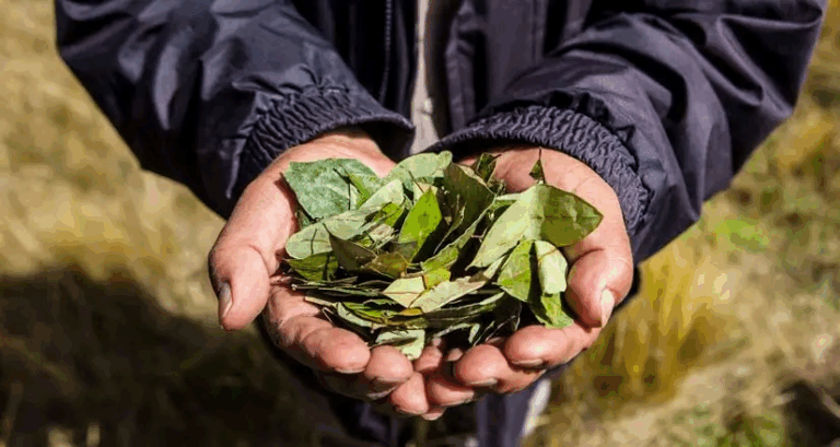 La Convención: Federación de Campesinos solicita mejorar el precio de la hoja de coca