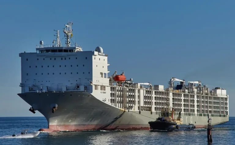 «Narcoganado»: El transporte marítimo de animales se consolida como la nueva fachada del tráfico global de cocaína