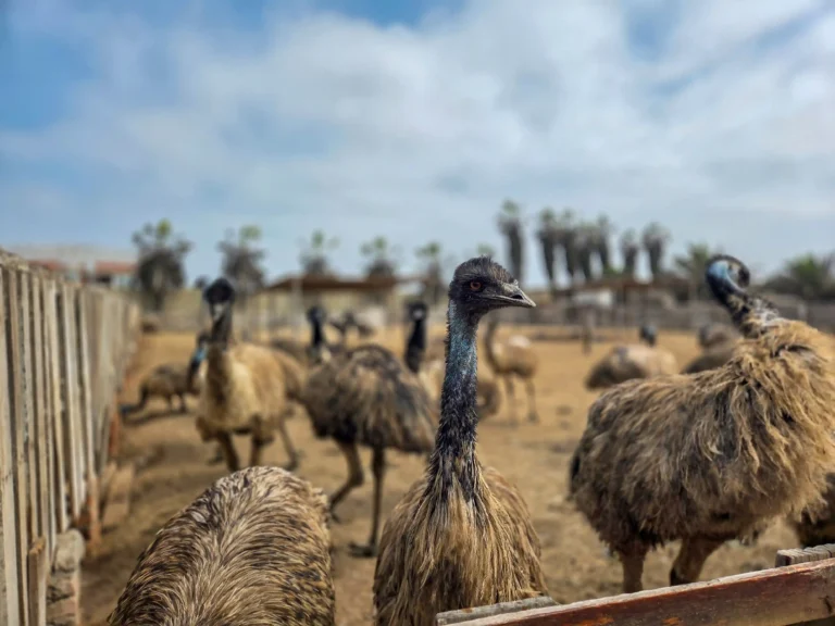 Lambayeque: Zoocriadero en San José cría aves gigantes desde hace 30 años con manejo sostenible