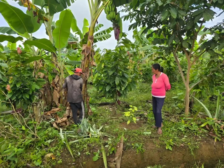 Familias awajún recuperan casi 60 hectáreas de bosque en Amazonas