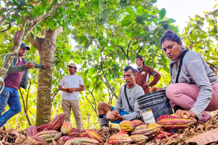Maní, papa y cacao permiten a agricultores acceder a mercados exigentes