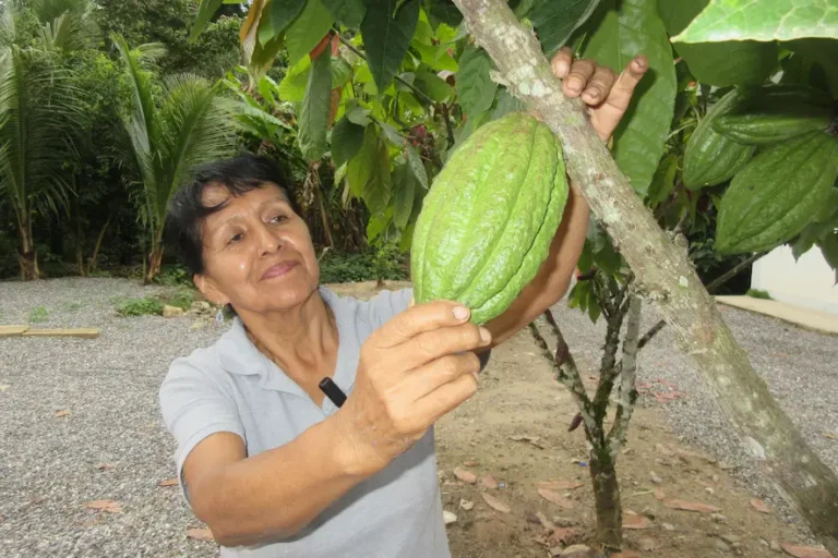 Lideresas de ocho regiones fortalecen su liderazgo en café y cacao en Huánuco