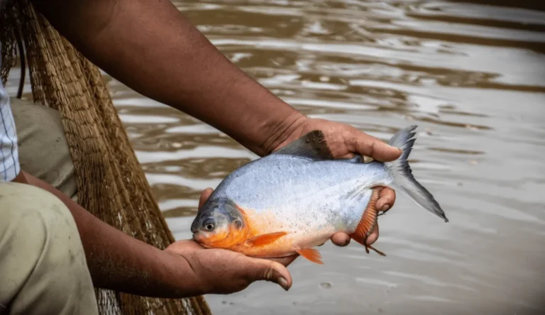 Huánuco impulsará primer centro tecnológico acuícola–pesquero