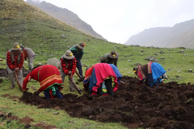 Apurímac recupera más de 50 variedades de papa nativa en la Zona de Agrobiodiversidad Paymakis