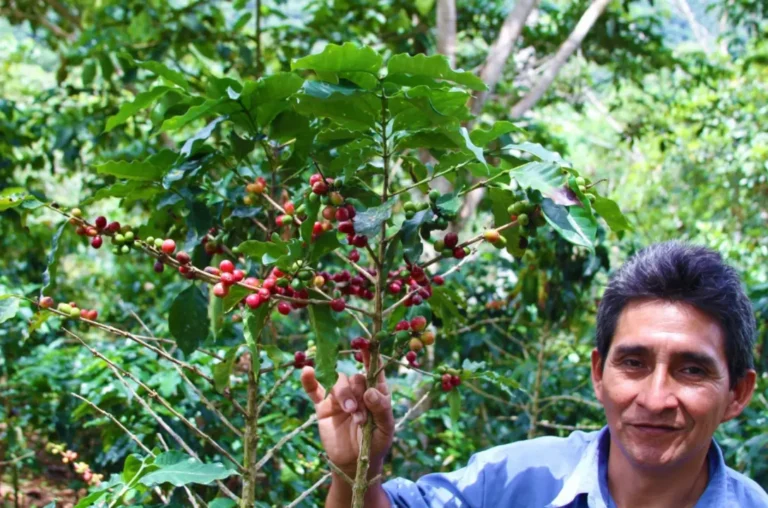 Exportaciones de café peruano crecen más de 43% y fortalecen el papel de los pequeños productores